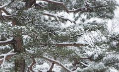 [겨울] 소나무